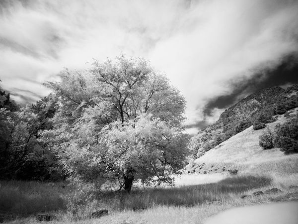 Eggers, Terry 아티스트의 USA-Utah-Infrared of the Logan Pass area and lone tree작품입니다.